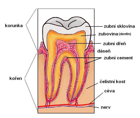 Složení zubu